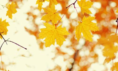  sonbahar yaprakları arka plan. 