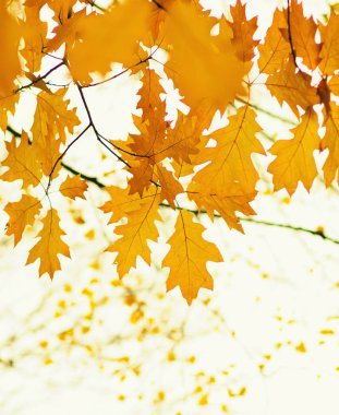  Doğada sonbahar yaprakları