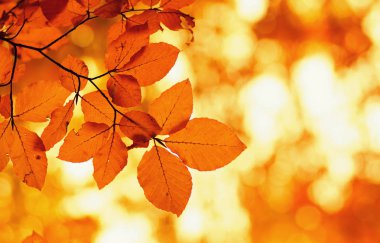  Doğada sonbahar yaprakları