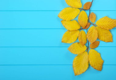  Tahtadaki sonbahar yaprakları