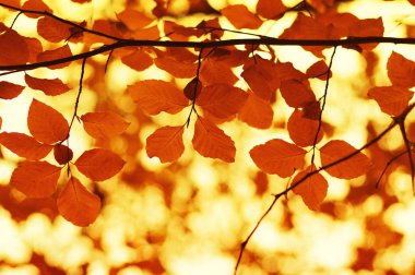  sonbahar yaprakları arka plan. 