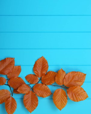  Tahtadaki sonbahar yaprakları