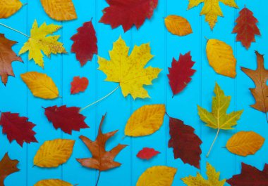  Mavi arkaplanda sonbahar yaprakları