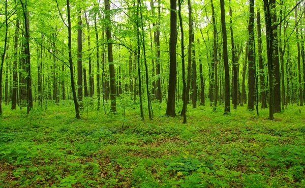 Green forest in spring — Stock Photo, Image