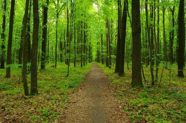 Forest trees in spring — Stock Photo, Image