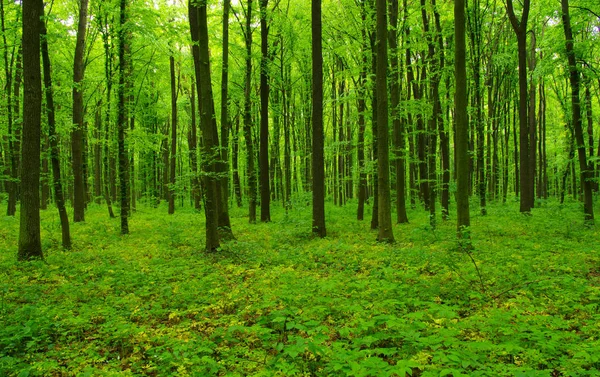 Skogsträd på våren — Stockfoto