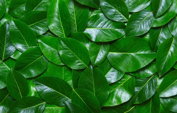 Grüne Blätter Hintergrund — Stockfoto