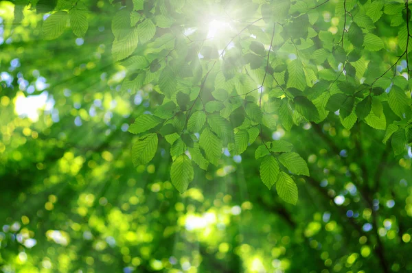 Solen i de gröna bladen. — Stockfoto