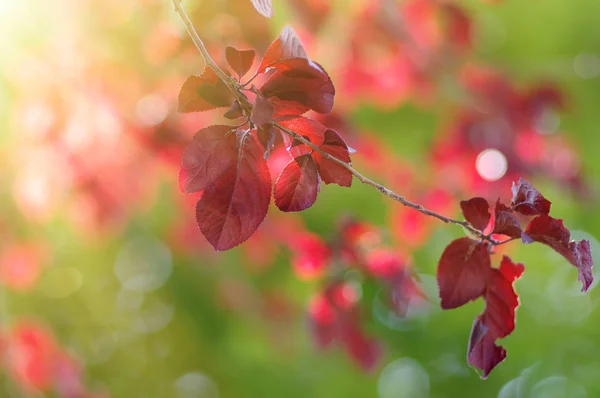 Leaves and sun in spring — Stock Photo, Image