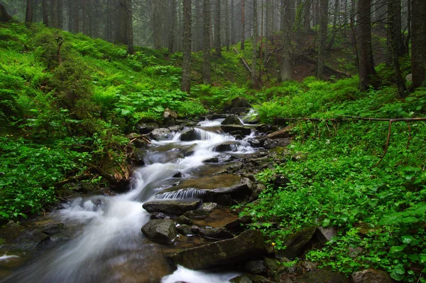 Fiume nel bosco — Foto Stock