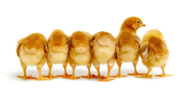 Chicks isolated on white background — Stock Photo, Image