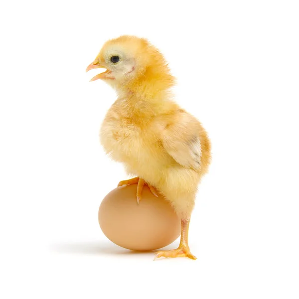 Яйце і курячі — стокове фото