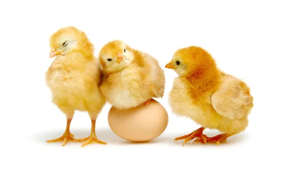Коричневе яйце і пташенята — стокове фото