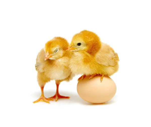 Braune Eier und Küken — Stockfoto