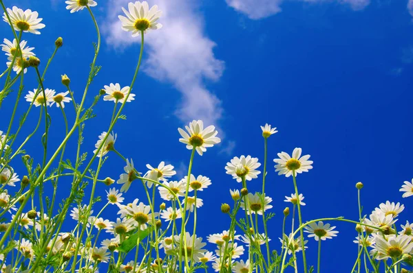 Białe rumianki na błękitnym niebie — Zdjęcie stockowe