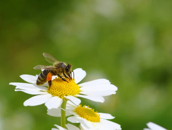 Bee with her pollen basket full — Stock Photo, Image