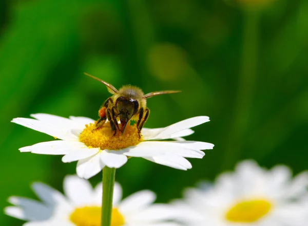 Abelha e flor — Fotografia de Stock