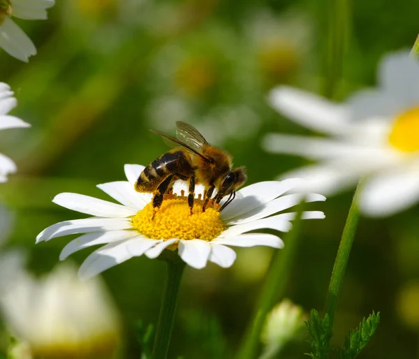 Včela na daisy — Stock fotografie