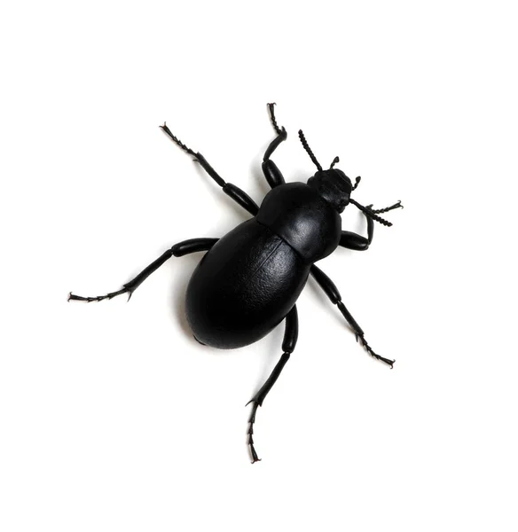 Escarabajo negro sobre blanco — Foto de Stock