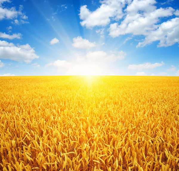 麦畑と太陽 — ストック写真