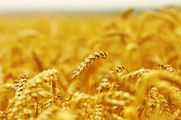 Uši z pšenice — Stock fotografie
