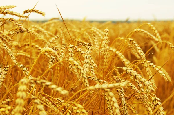 Ears of wheat — Stock Photo, Image