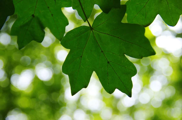 Folhas verdes no bokeh — Fotografia de Stock