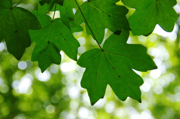 Groene bladeren op bokeh — Stockfoto