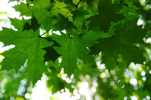 Zielone liście na bokeh — Zdjęcie stockowe
