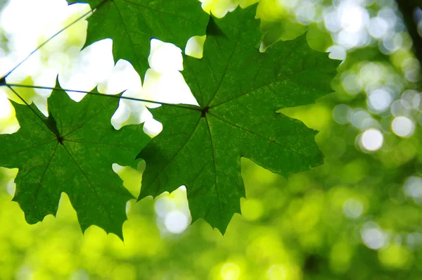 Grüne Blätter auf Bokeh — Stockfoto