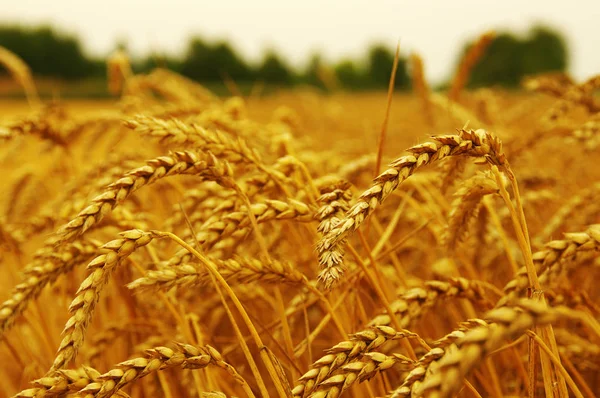 Ähren aus Weizen — Stockfoto