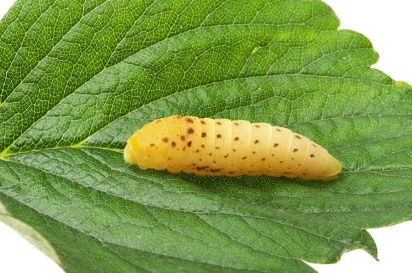 Caterpillar on a white — Stock Photo, Image