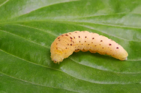 Caterpillar on a white — Stock Photo, Image