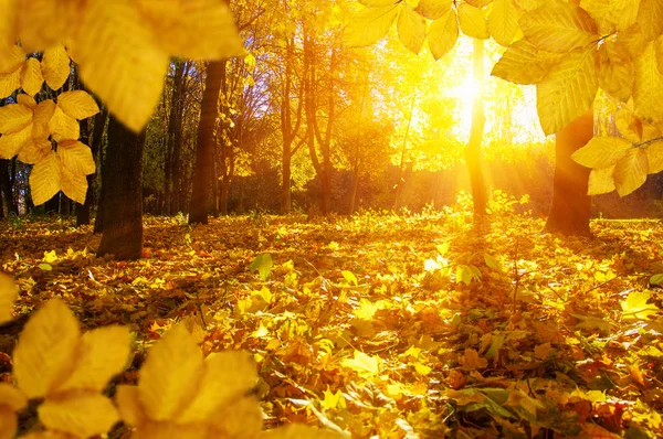 Hojas de otoño en el sol —  Fotos de Stock