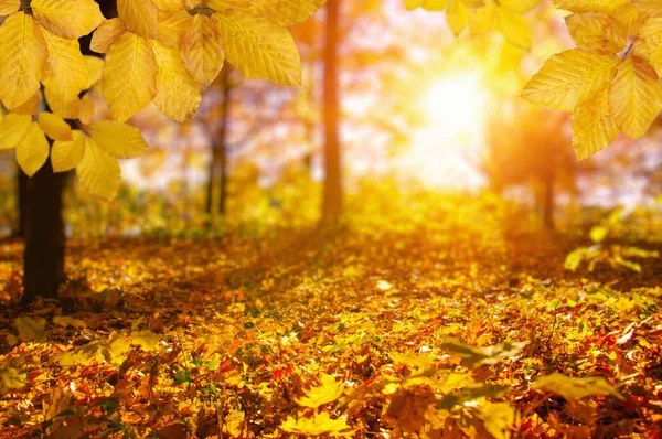 Herfst bladeren op de zon — Stockfoto