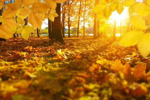 秋天的叶子在太阳上 — 图库照片