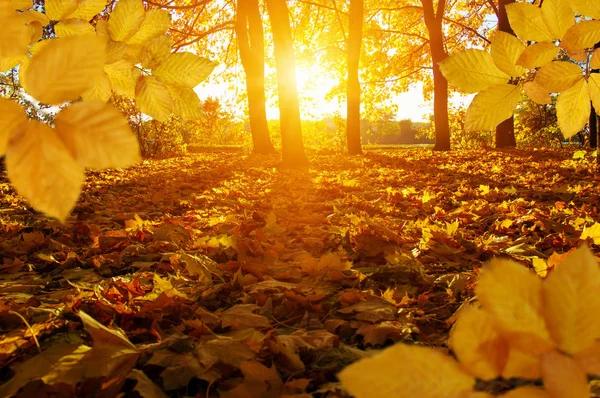 秋天的叶子在太阳上 — 图库照片