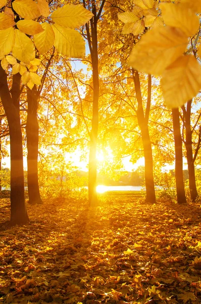 Herfst bladeren op de zon — Stockfoto