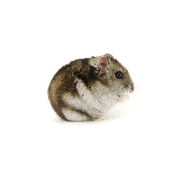 Hamster anão em branco — Fotografia de Stock