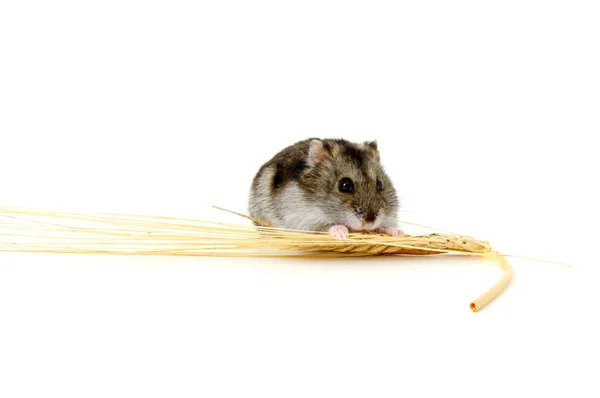 Hamster anão em branco — Fotografia de Stock