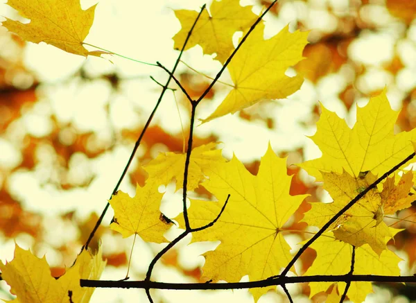 Herbstblätter. — Stockfoto