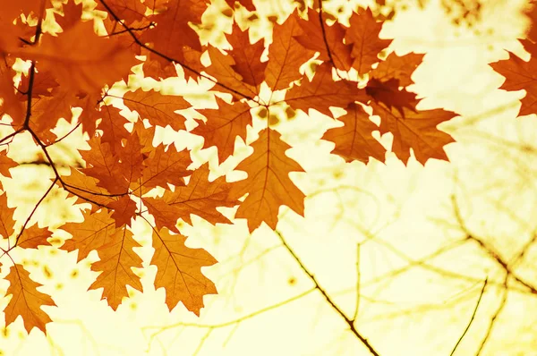 Herbstblätter. — Stockfoto