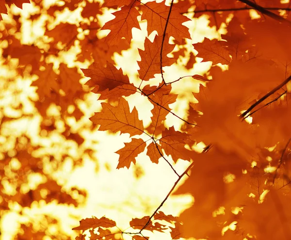 Autumn leaves  background. — Stock Photo, Image