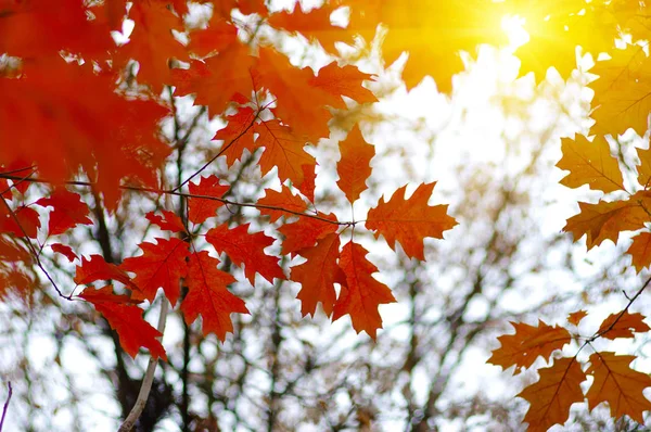 Autumn leaves and sun — Stock Photo, Image