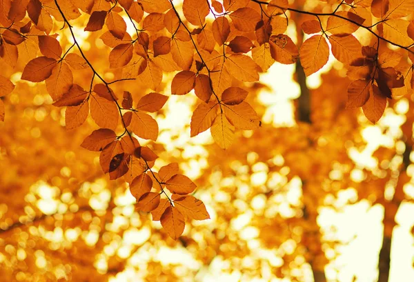 Feuilles d'automne sur la nature — Photo