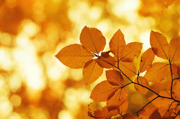 Foglie di autunno sulla natura — Foto Stock