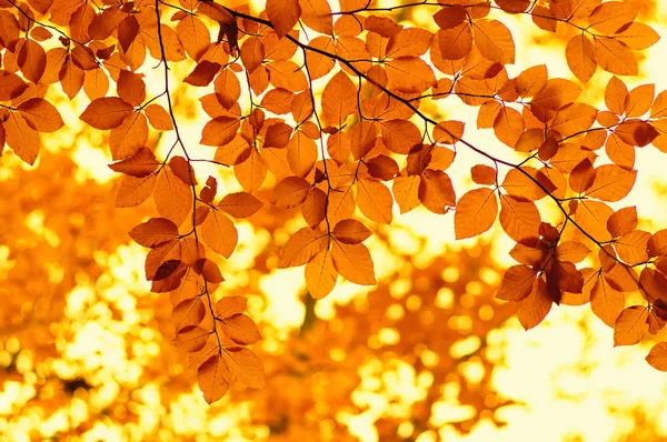 Podzim opustí pozadí. — Stock fotografie