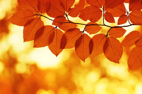 Outono folhas fundo. — Fotografia de Stock