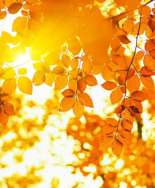 Jesienne liście i słońce — Zdjęcie stockowe