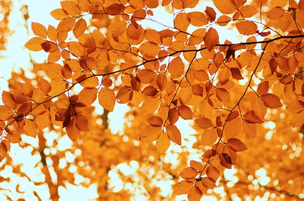 Podzimní listí na přírodě — Stock fotografie